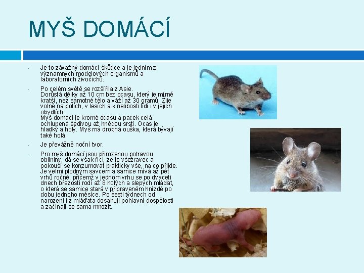 MYŠ DOMÁCÍ • • Je to závažný domácí škůdce a je jedním z významných