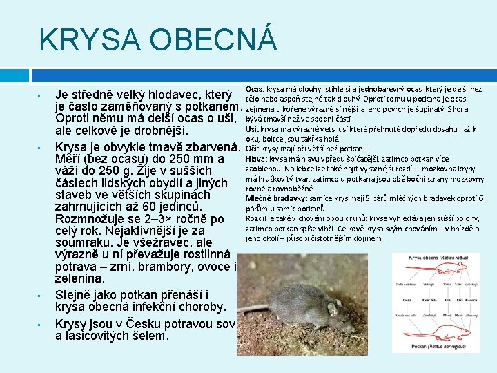 KRYSA OBECNÁ • • Ocas: krysa má dlouhý, štíhlejší a jednobarevný ocas, který je