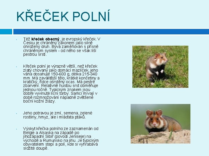 KŘEČEK POLNÍ • • Též křeček obecný, je evropský křeček. V Česku je chráněný