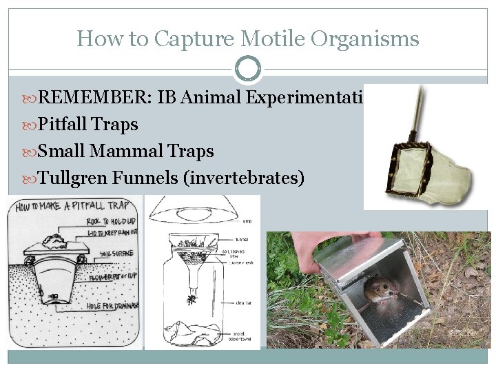 How to Capture Motile Organisms REMEMBER: IB Animal Experimentation Policy Pitfall Traps Small Mammal