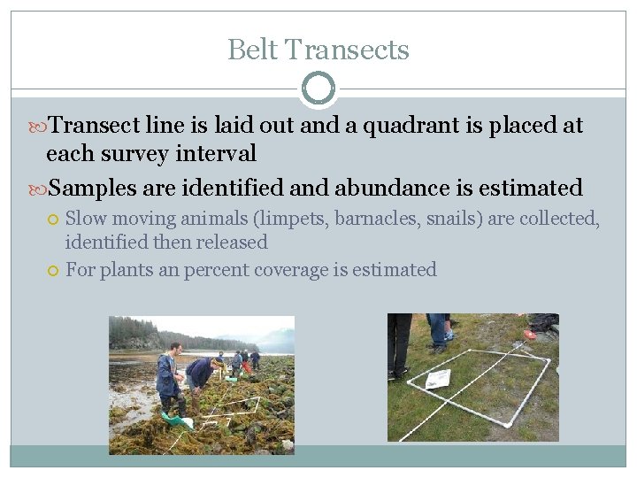 Belt Transects Transect line is laid out and a quadrant is placed at each
