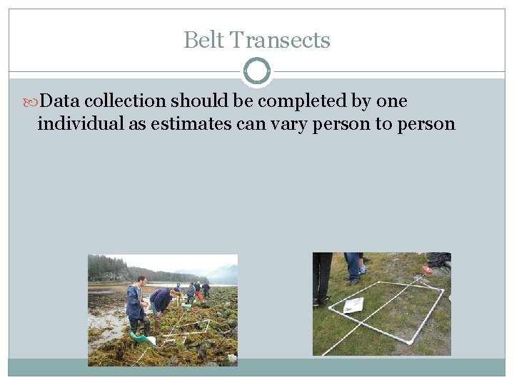 Belt Transects Data collection should be completed by one individual as estimates can vary