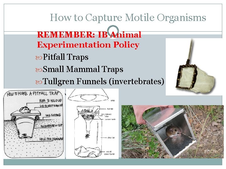 How to Capture Motile Organisms REMEMBER: IB Animal Experimentation Policy Pitfall Traps Small Mammal