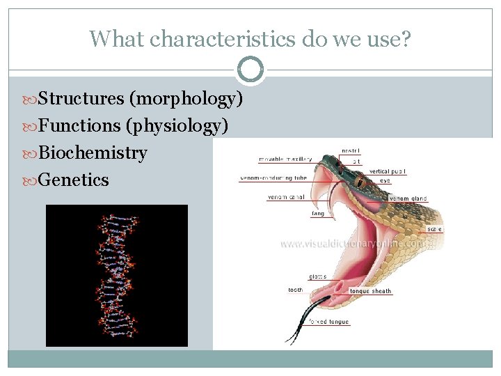 What characteristics do we use? Structures (morphology) Functions (physiology) Biochemistry Genetics 