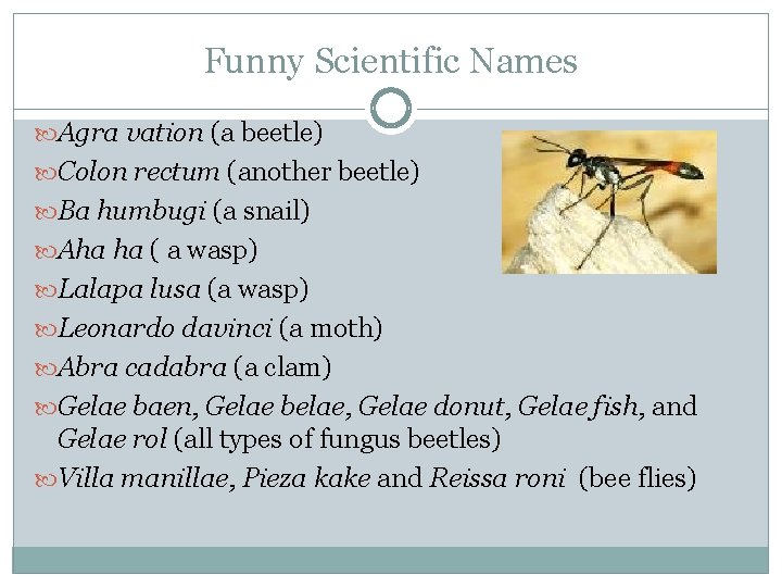 Funny Scientific Names Agra vation (a beetle) Colon rectum (another beetle) Ba humbugi (a