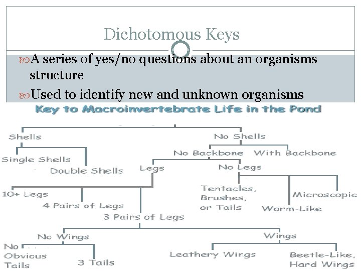 Dichotomous Keys A series of yes/no questions about an organisms structure Used to identify