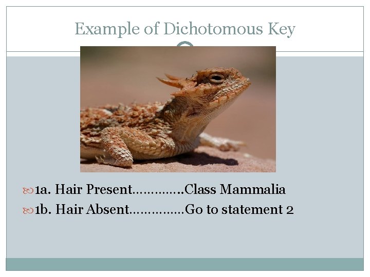 Example of Dichotomous Key 1 a. Hair Present…………. . Class Mammalia 1 b. Hair