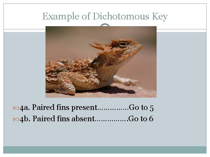 Example of Dichotomous Key 4 a. Paired fins present……………Go to 5 4 b. Paired