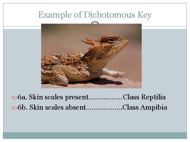 Example of Dichotomous Key 6 a. Skin scales present………………Class Reptilia 6 b. Skin scales