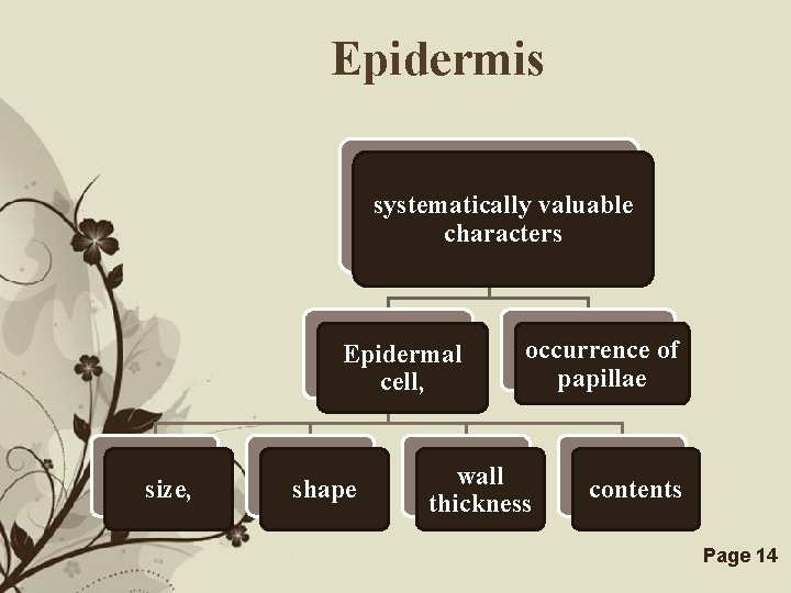 Epidermis systematically valuable characters Epidermal cell, size, shape occurrence of papillae wall thickness Free