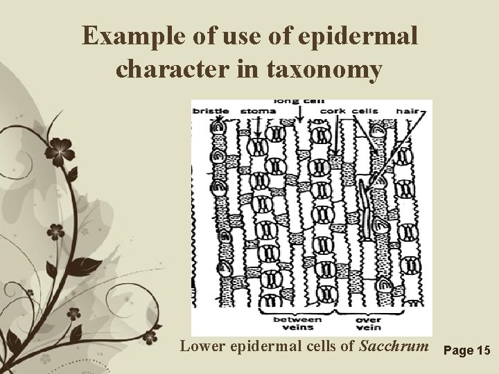 Example of use of epidermal character in taxonomy Lower epidermal cells of Sacchrum Free