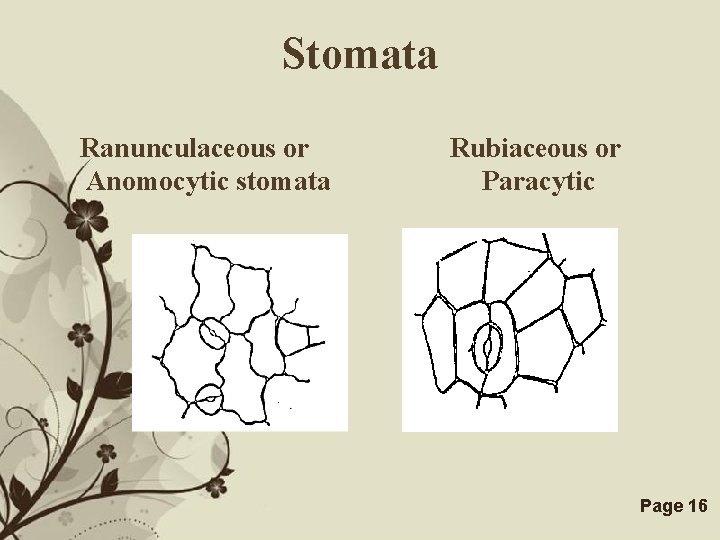 Stomata Ranunculaceous or Anomocytic stomata Rubiaceous or Paracytic Free Powerpoint Templates Page 16 