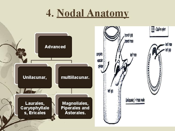 4. Nodal Anatomy Advanced Unilacunar, multiilacunar. Laurales, Caryophyllale s, Ericales Magnoliales, Piperales and Asterales.