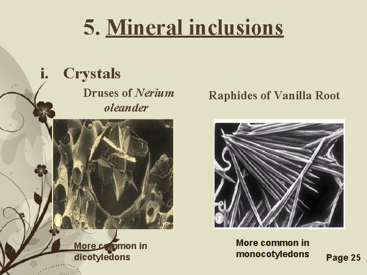 5. Mineral inclusions i. Crystals Druses of Nerium oleander Raphides of Vanilla Root More