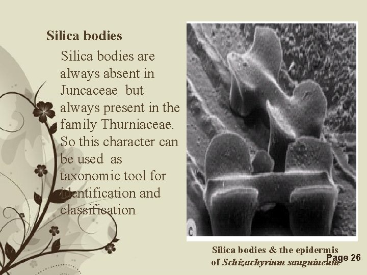 Silica bodies are always absent in Juncaceae but always present in the family Thurniaceae.