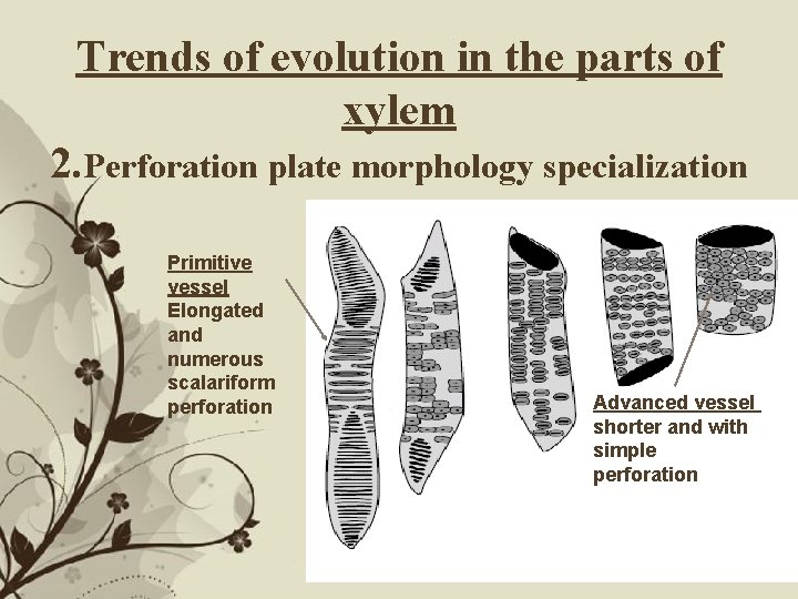 Trends of evolution in the parts of xylem 2. Perforation plate morphology specialization Primitive