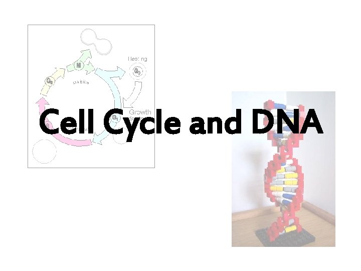Cell Cycle and DNA Why are cells small