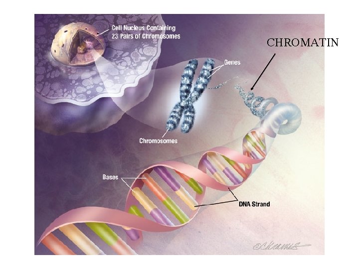 Cell Cycle and DNA Why are cells small
