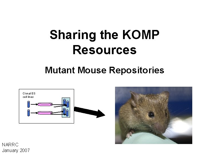 Sharing the KOMP Resources Mutant Mouse Repositories Clonal ES cell lines NARRC January 2007