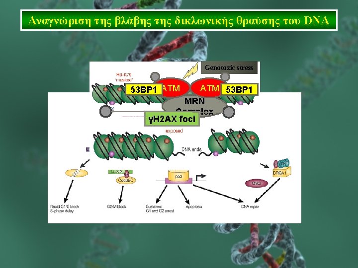 Αναγνώριση της βλάβης της δικλωνικής θραύσης του DNA Genotoxic stress P 53 BP 1