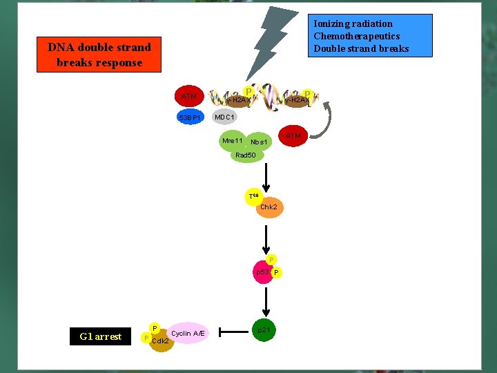 Ionizing radiation Chemotherapeutics Double strand breaks DNA double strand breaks response ATM 53 BP