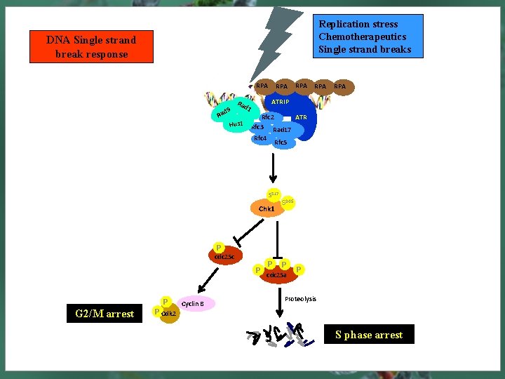 Replication stress Chemotherapeutics Single strand breaks DNA Single strand break response RPA ad 9