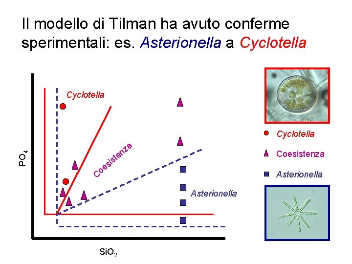 Il modello di Tilman ha avuto conferme sperimentali: es. Asterionella a Cyclotella PO 4