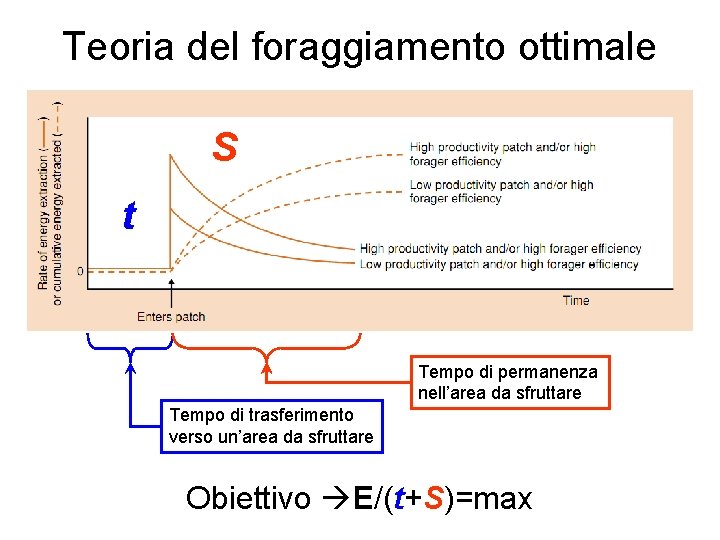 Teoria del foraggiamento ottimale S t Tempo di permanenza nell’area da sfruttare Tempo di