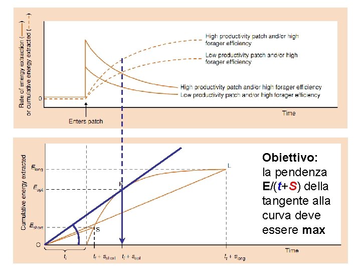 Obiettivo: la pendenza E/(t+S) della tangente alla curva deve essere max 