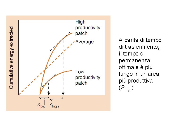 A parità di tempo di trasferimento, il tempo di permanenza ottimale è più lungo
