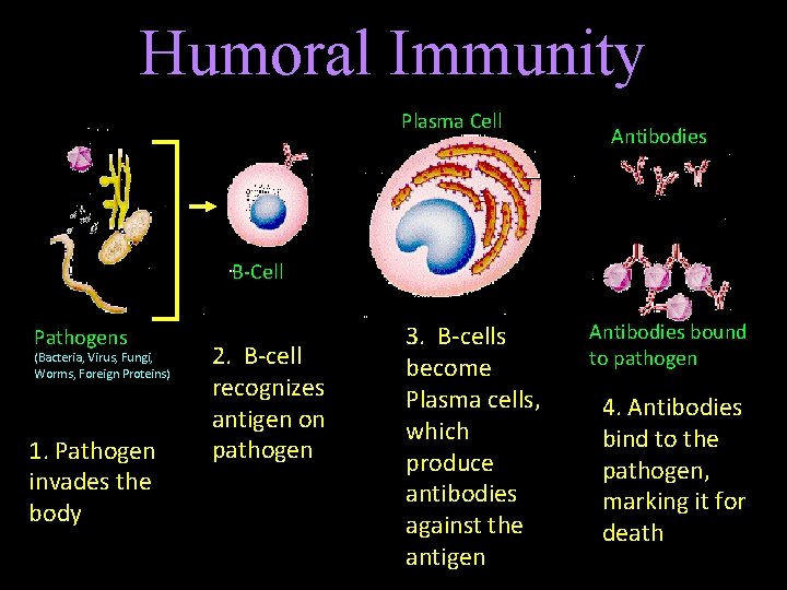 Humoral Immunity Plasma Cell Antibodies B-Cell Pathogens (Bacteria, Virus, Fungi, Worms, Foreign Proteins) 1.