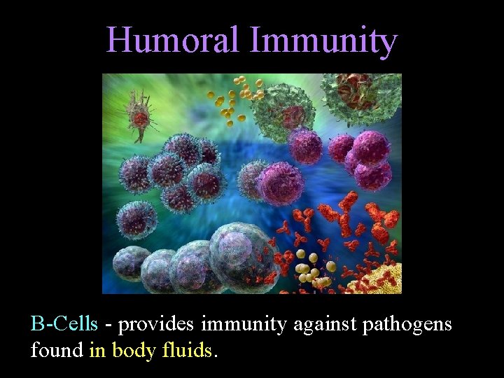 Humoral Immunity B-Cells - provides immunity against pathogens found in body fluids. 