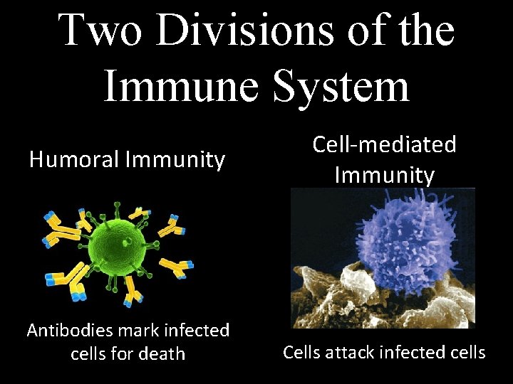 Two Divisions of the Immune System Humoral Immunity Antibodies mark infected cells for death