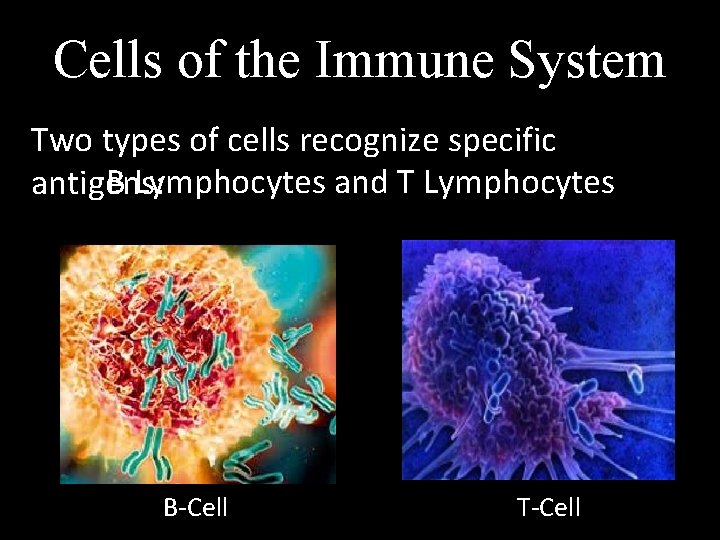 Cells of the Immune System Two types of cells recognize specific B Lymphocytes and