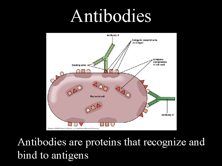 Antibodies are proteins that recognize and bind to antigens 