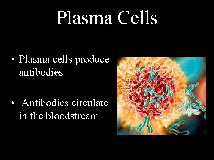 Plasma Cells • Plasma cells produce antibodies • Antibodies circulate in the bloodstream 