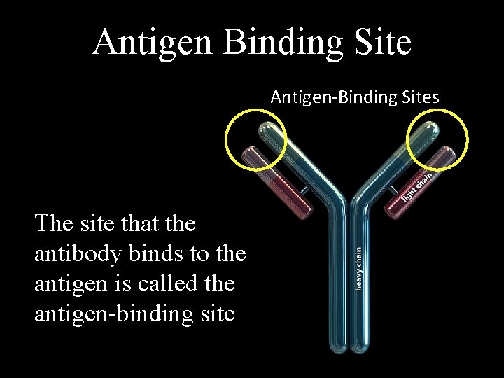 Antigen Binding Site Antigen-Binding Sites The site that the antibody binds to the antigen