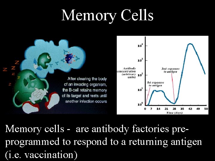 Memory Cells Memory cells - are antibody factories preprogrammed to respond to a returning