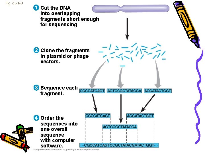 Fig. 21 -3 -3 1 Cut the DNA into overlapping fragments short enough for