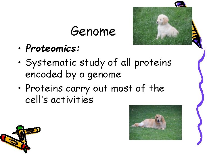 Genome • Proteomics: • Systematic study of all proteins encoded by a genome •