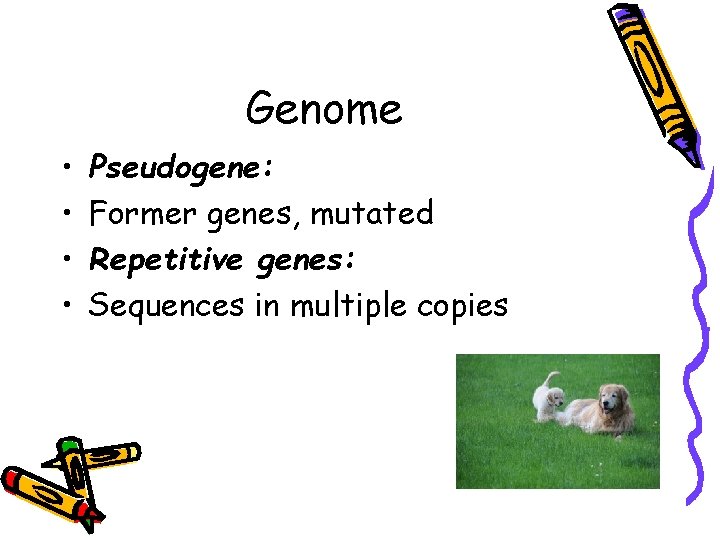 Genome • • Pseudogene: Former genes, mutated Repetitive genes: Sequences in multiple copies 