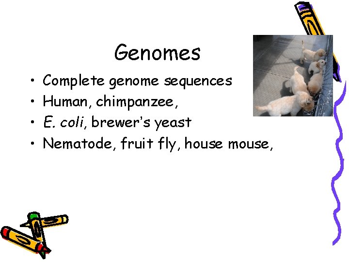 Genomes • • Complete genome sequences Human, chimpanzee, E. coli, brewer’s yeast Nematode, fruit