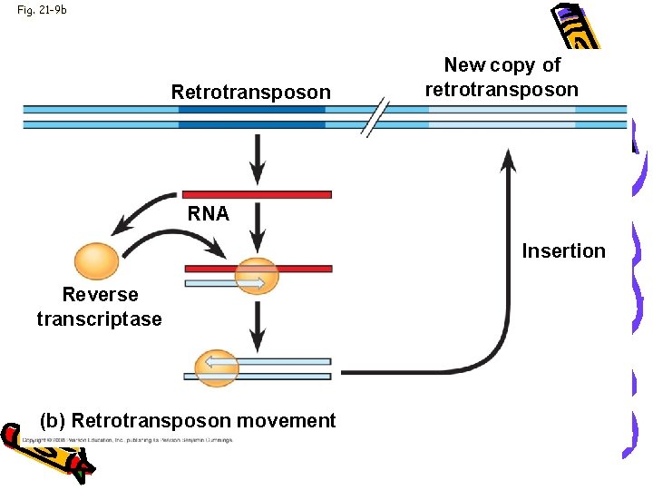 Fig. 21 -9 b Retrotransposon New copy of retrotransposon RNA Insertion Reverse transcriptase (b)