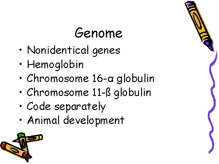 Genome • • • Nonidentical genes Hemoglobin Chromosome 16 -α globulin Chromosome 11 -ß