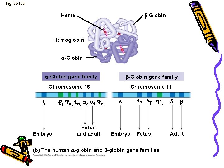 Fig. 21 -10 b -Globin Heme Hemoglobin -Globin gene family Chromosome 16 Embryo 2 Fig. 21 -10 b -Globin Heme Hemoglobin -Globin gene family Chromosome 16 Embryo 2