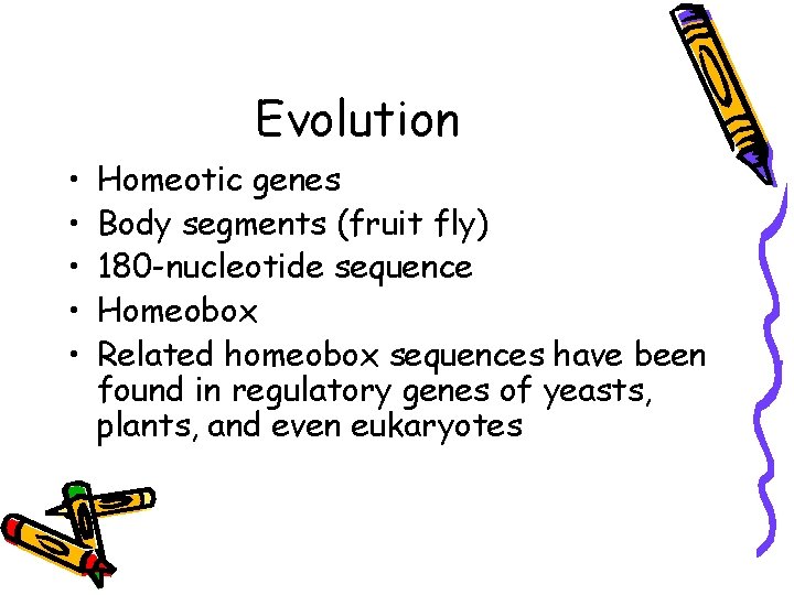 Evolution • • • Homeotic genes Body segments (fruit fly) 180 -nucleotide sequence Homeobox