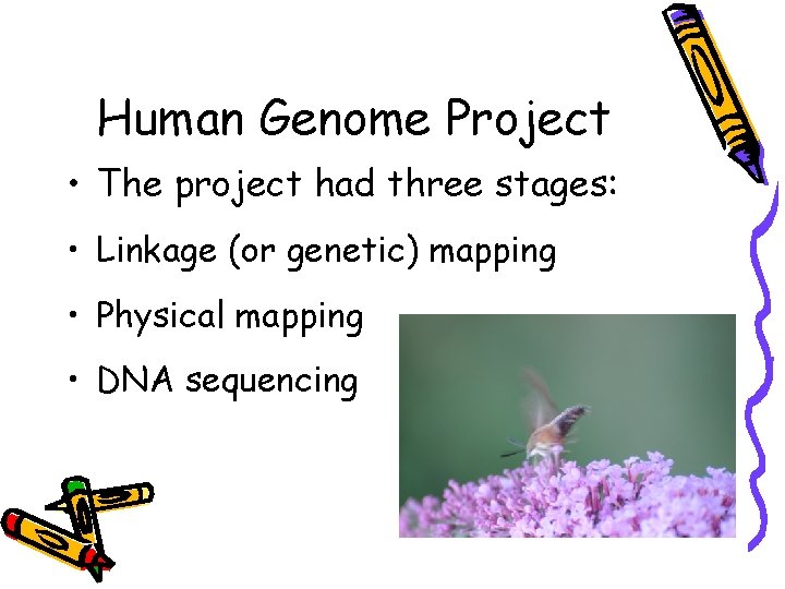 Human Genome Project • The project had three stages: • Linkage (or genetic) mapping