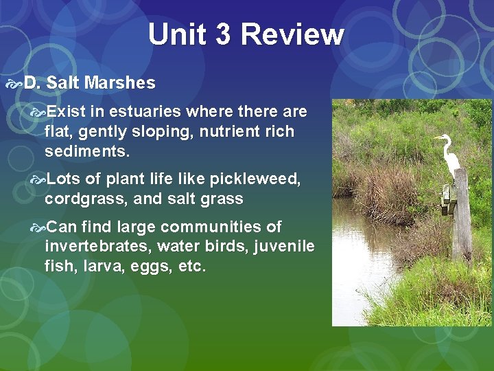 Unit 3 Review D. Salt Marshes Exist in estuaries where there are flat, gently