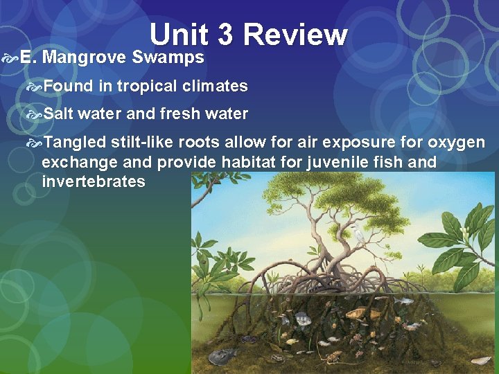 Unit 3 Review E. Mangrove Swamps Found in tropical climates Salt water and fresh