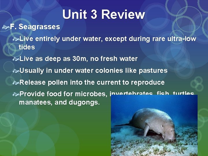 Unit 3 Review F. Seagrasses Live entirely under water, except during rare ultra-low tides